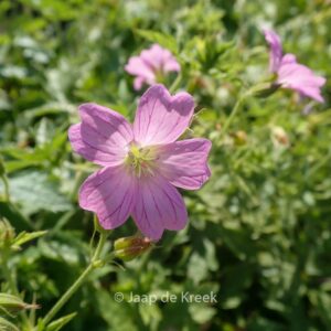 Geranium oxonianum 'Lady Moore'