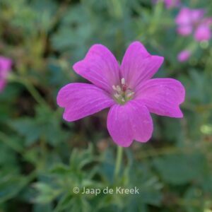 Geranium oxonianum 'Rodbylund'