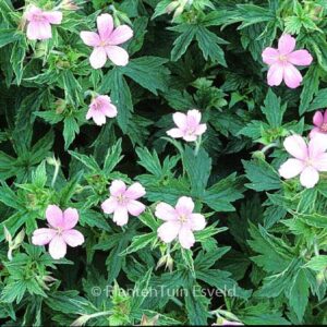 Geranium oxonianum 'Rose Clair'