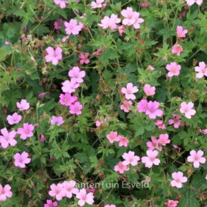 Geranium oxonianum 'Rosenlicht'