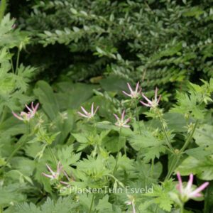 Geranium oxonianum 'Sherwood'