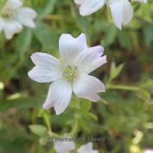 Geranium oxonianum 'Trevor's White'