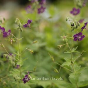Geranium phaeum 'Lily Lovell'
