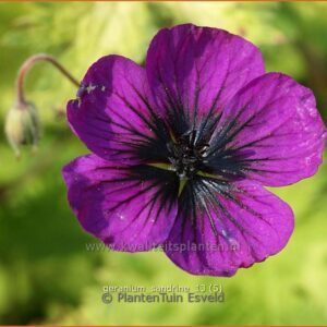 Geranium psilostemon 'Sandrine'