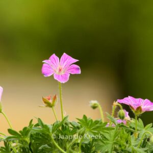 Geranium sanguineum 'Canon Miles'