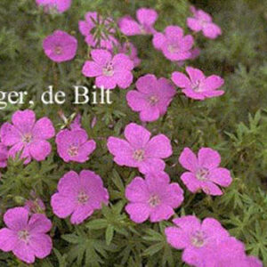 Geranium sanguineum 'Elsbeth'