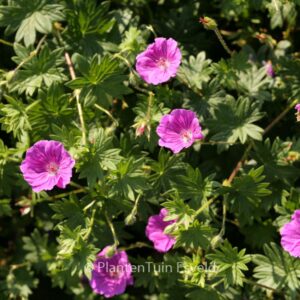 Geranium sanguineum 'Hannelore'