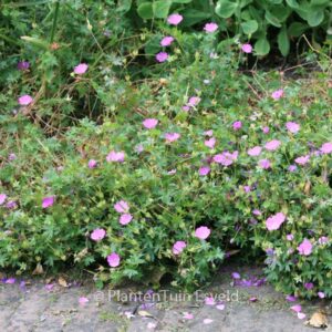 Geranium sanguineum 'Max Frei'