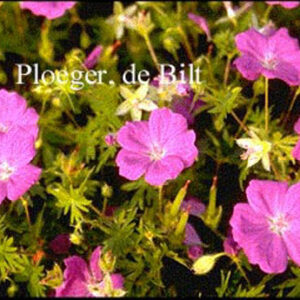 Geranium sanguineum 'New Hampshire Purple'