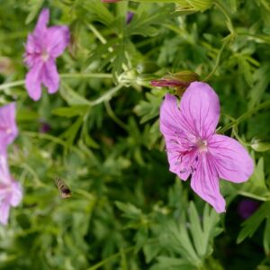 Geranium soboliferum 'Butterfly Kisses'