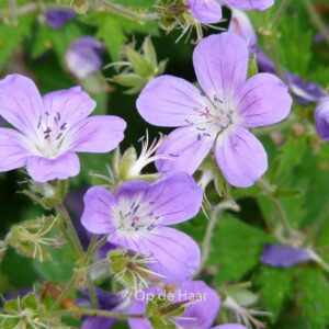 Geranium sylvaticum 'Mayflower'