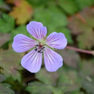 Geranium wallichianum 'Magical Joy'