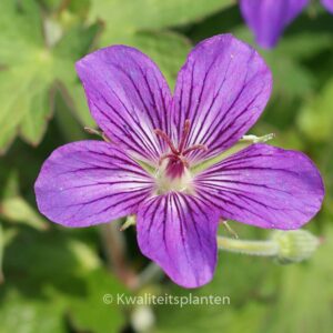 Geranium wlassovianum 'Lakwijk Star'