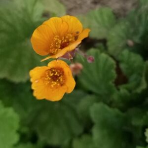 Geum 'Carlskaer'