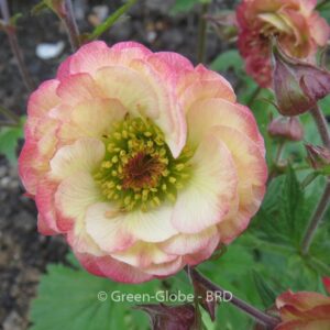 Geum 'Cosmopolitan'