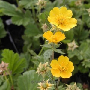 Geum 'Georgenberg'