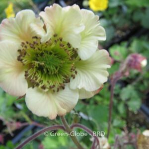 Geum 'Maddy Prior'