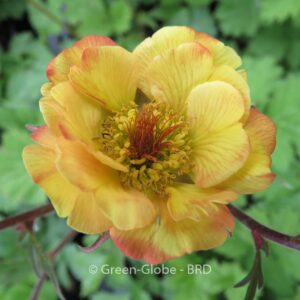 Geum 'Tequila Sunrise'