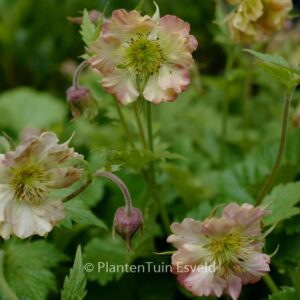 Geum 'Tngeupp' (PETTICOATS PEACH)