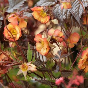 Geum 'Wet Kiss'
