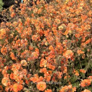 Geum chiloense 'Dolly North'
