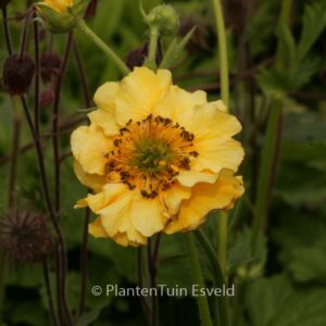 Geum chiloense 'Lady Stratheden'