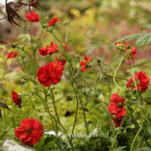 Geum chiloense 'Mrs. Bradshaw'