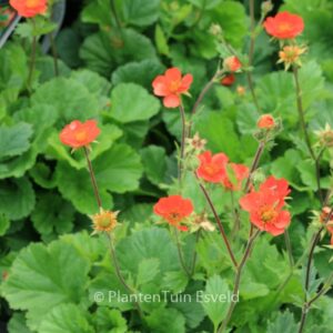 Geum coccineum 'Borisii'