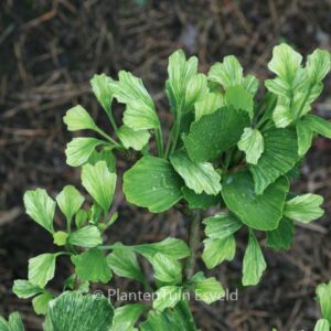 Ginkgo biloba 'Beijing Gold'