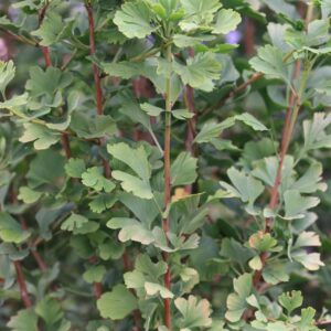 Ginkgo biloba 'Menhir'