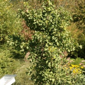 Ginkgo biloba 'Princeton Sentry'