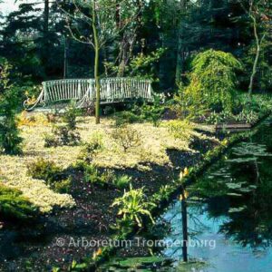 Glechoma hederacea 'Variegata'