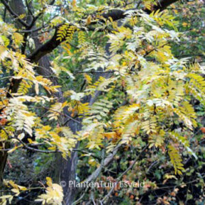 Gleditsia triacanthos 'Shademaster'