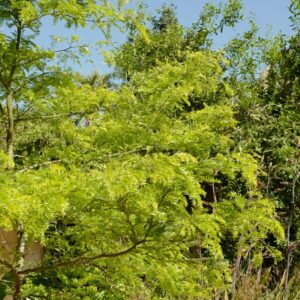 Gleditsia triacanthos 'Sunburst'