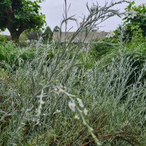 Gomphostigma virgatum