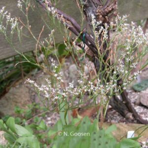 Goniolimon tataricum