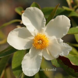 Gordlinia grandiflora