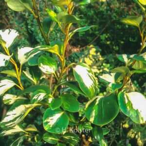 Griselinia littoralis 'Dixon's Cream'
