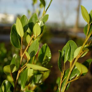 Griselinia littoralis 'Wehnuapai' (GREEN HORIZON)