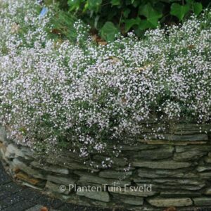 Gypsophila 'Rosenschleier'