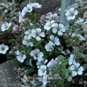 Gypsophila cerastioides