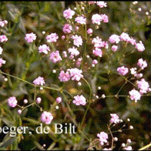 Gypsophila paniculata 'Flamingo'