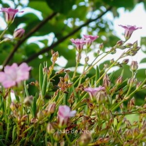 Gypsophila repens 'Dorothy Teacher'