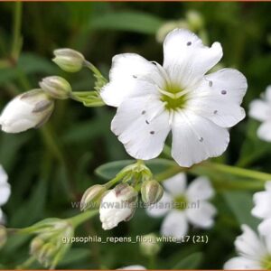 Gypsophila repens 'Filou White'