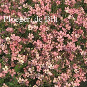 Gypsophila repens 'Rosa Schoenheit'