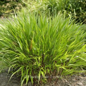 Hakonechloa macra