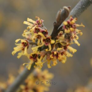 Hamamelis 'Brevipetala'