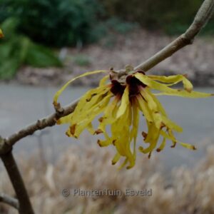 Hamamelis mollis 'Angel'