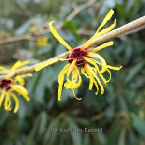 Hamamelis mollis 'Coombe Wood'
