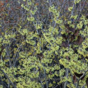 Hamamelis mollis 'Fred Chittenden'